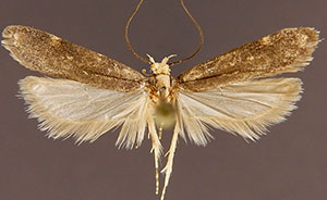 Aroga leucanieella