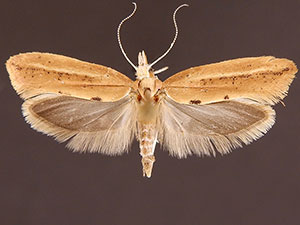 Ypsolopha cervella