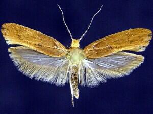 Ypsolopha rubrella