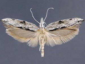Ypsolopha walsinghamiella