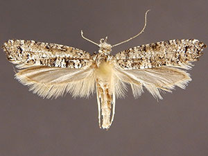 Acrolepiopsis n. sp.