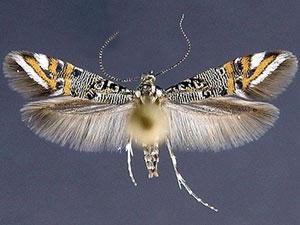 Lithariapteryx jubarella