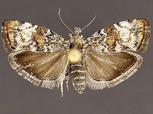 Choreutis diana