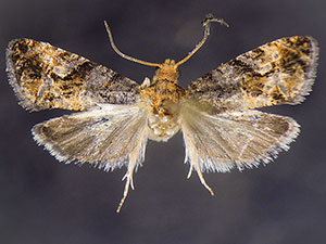 Paralobesia monotropana