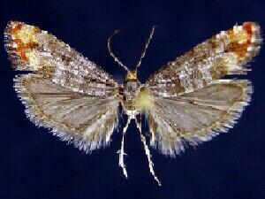 Rhyacionia spp.