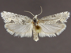 Eucosma owensana