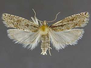 Epinotia vertumnana
