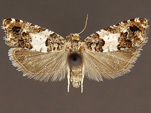 Epinotia digitana