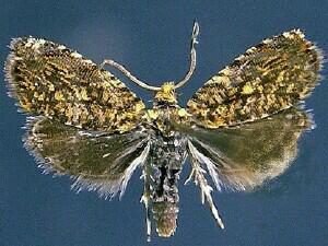 Dichrorampha leopardana