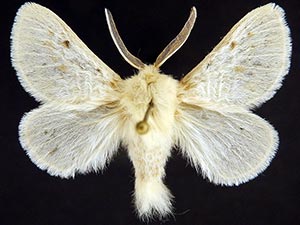 Megalopyge immaculata