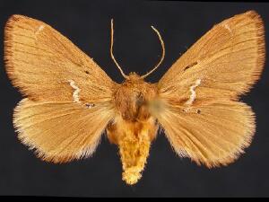 Euclea dolliana