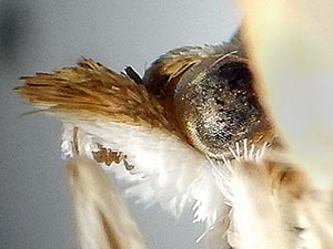 Blepharomastix pseudoranalis