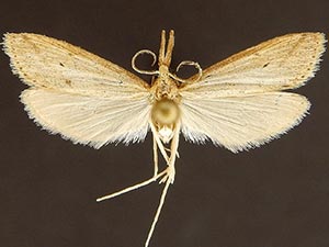 Donacaula dispersellus