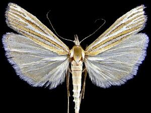 Thaumatopsis magnificus