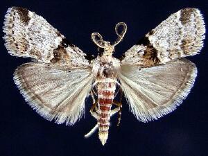 Tallula atramentalis