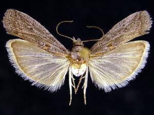 Caristanius decoloralis