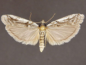 Homoeosoma albescentella