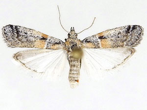 Rostrolaetilia nigromaculella