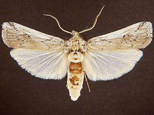 Melitara dentata