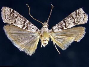 Vitula pinei