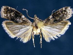 Caudellia nigrella