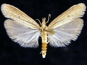 Coenochroa californiella