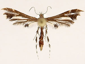 Geina tenuidactylus