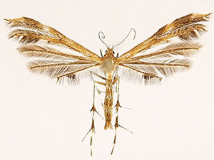Dejongia lobidactylus