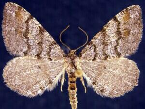 Macaria�unipunctaria