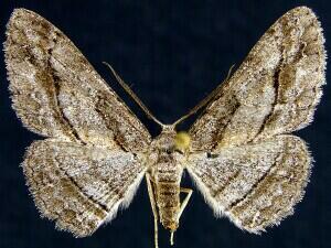Stenoporpia�lea