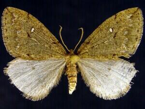Paleacrita merriccata
