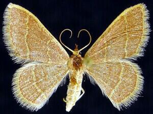 Chlorochlamys�appellaria
