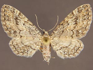 Eupithecia catalinata