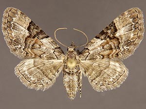 Eupithecia owenata