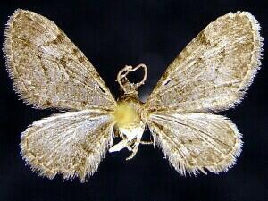 Eupithecia�borealis