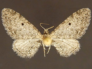 Eupithecia affinata