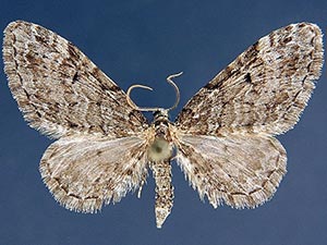 Eupithecia annulata