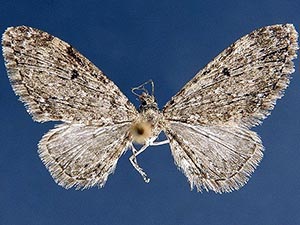 Eupithecia olivacea