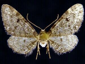 Eupithecia�subcolorata