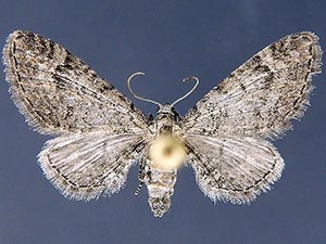 Eupithecia huachuca
