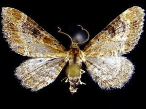 Eupithecia�johnstoni