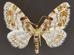 Eupithecia albicapitata