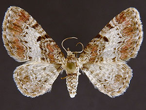 Eupithecia mutata