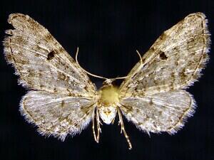 Eupithecia�helena