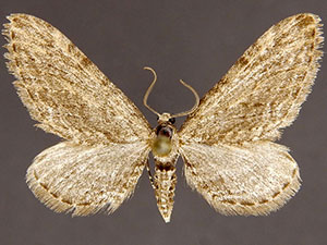 Eupithecia zekiyae