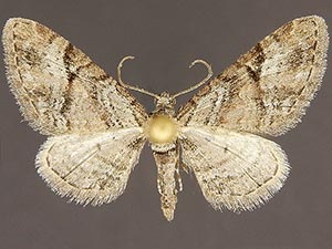 Eupithecia nonanticaria