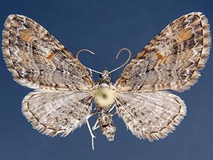 Eupithecia graefii