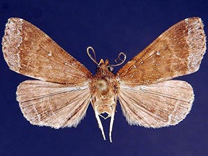 Physula albipunctilla