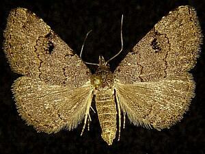 Nychioptera noctuidalis