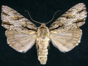 Acronicta thoracica